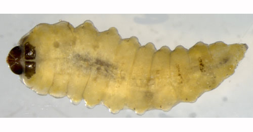 Orchestes avellanae larva,  dorsal