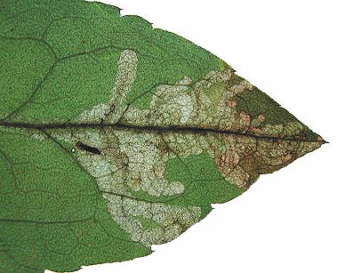 Mine of Pegomya nigrisquama Image: Rob Edmunds (British leafminers)