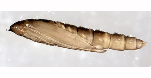Phyllocnistis unipunctella lateral