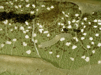 hyllonorycter platani larva,  dorsal