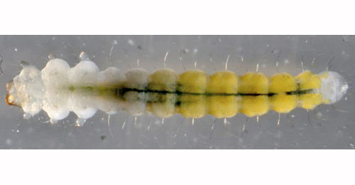 Phyllonorycter sagitella larva,  dorsal