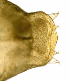 Phyllonorycter sorbi pupa,  cremaster,  dorsal