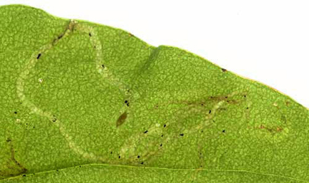 Mine of Phytomyza plantaginis on Plantago lanceolata. Image: Willem Ellis (Source: Bladmineerders van Europa)
