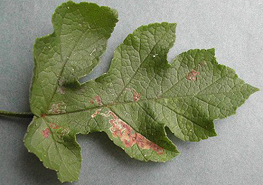 Mine of Phytomyza sphondyliivora on Heracleum. Image: Rob Edmunds (British leafminers)