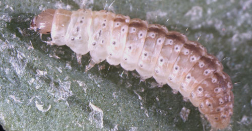 Scrobipalpa nitentella larva,  dorsal