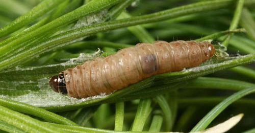 Spilonota laricana larva,  dorsal